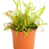 Kap-Sonnentau - Drosera capensis