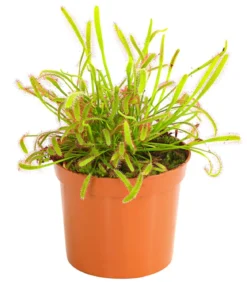Kap-Sonnentau - Drosera capensis