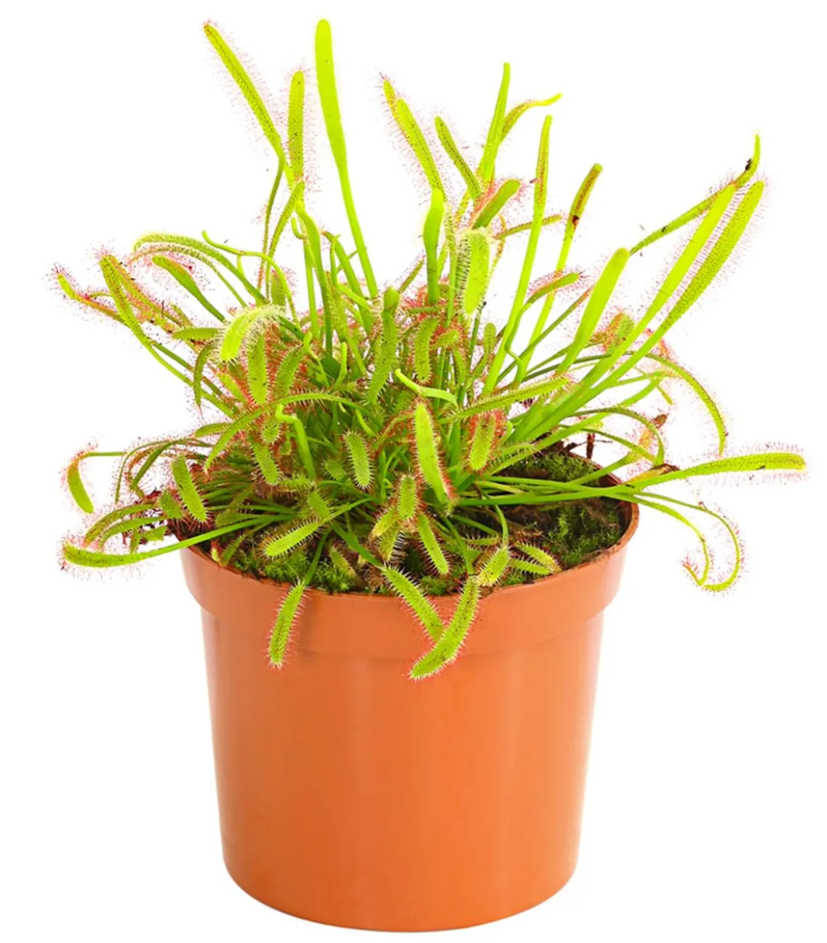 Kap-Sonnentau - Drosera capensis
