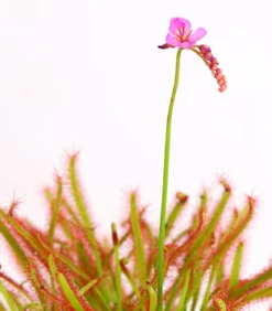 Kap-Sonnentau - Drosera capensis