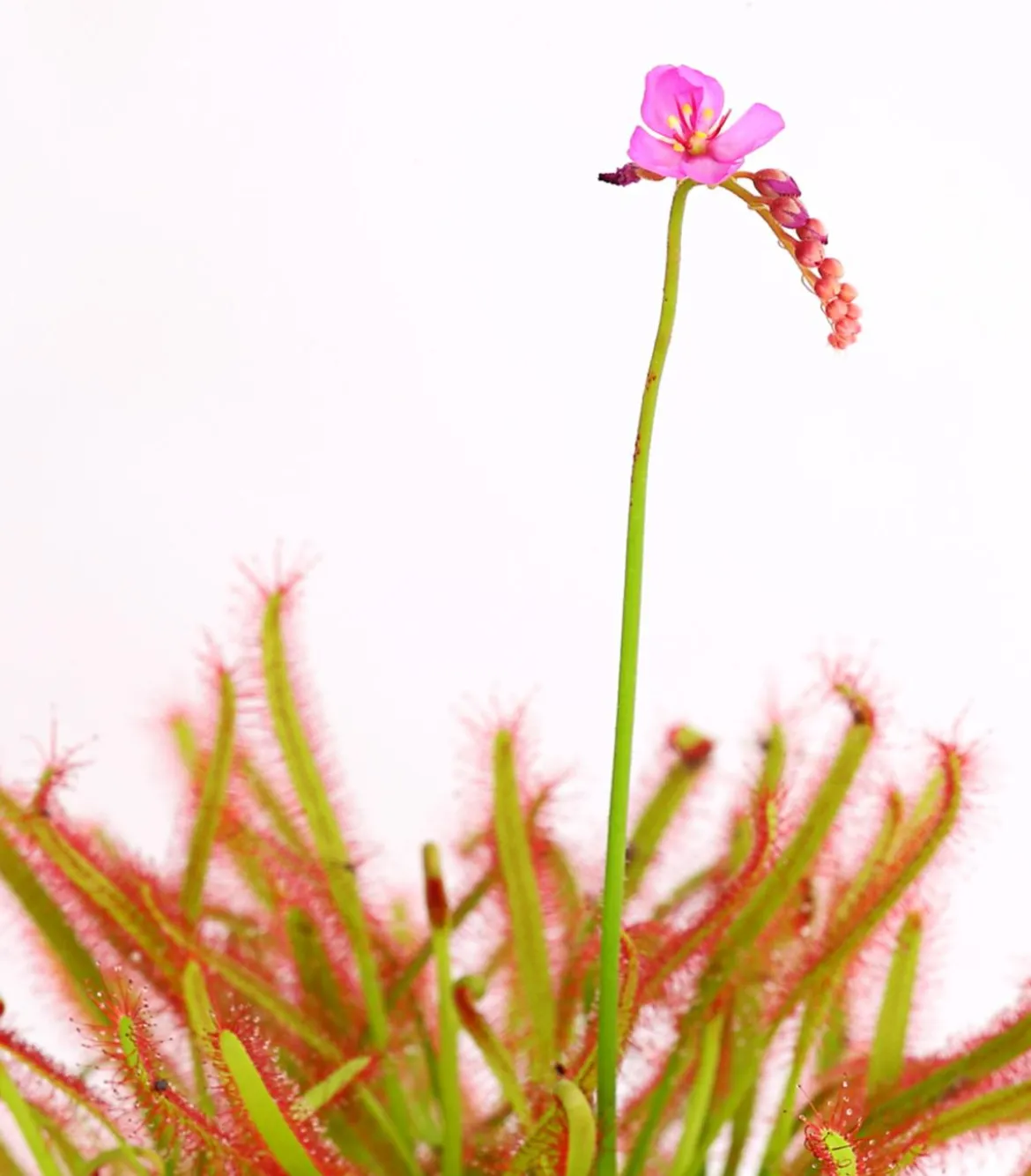 Kap-Sonnentau - Drosera capensis