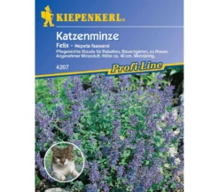 Katzenminze Felix, Saatgut von Kiepenkerl