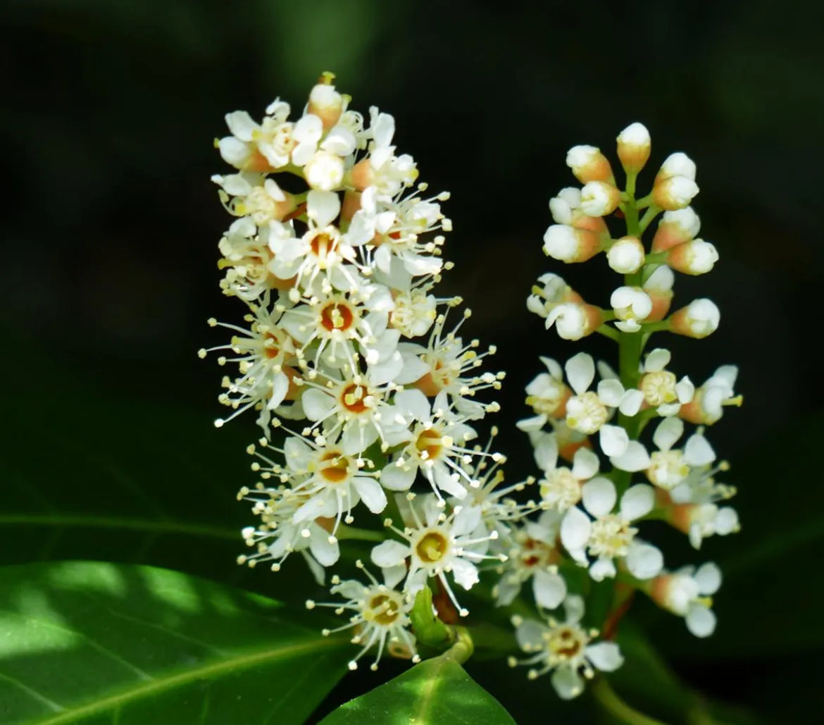 Kaukasischer Kirschlorbeer 'Caucasica'