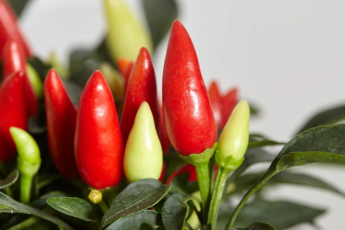 Küchenchili, scharf