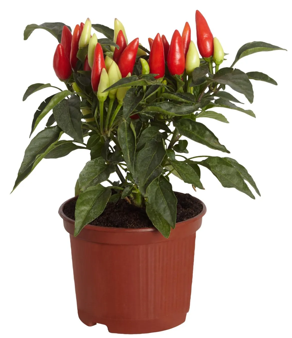 Küchenchili, scharf