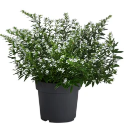 Köcherblümchen, Busch, verschiedene Farben