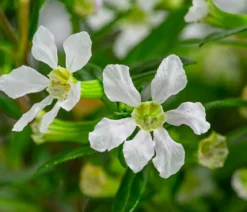 Köcherblümchen, Busch, verschiedene Farben