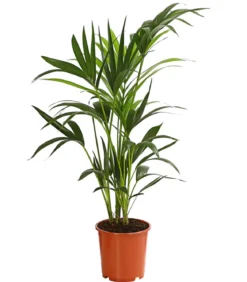 Kentiapalme - Howea forsteriana