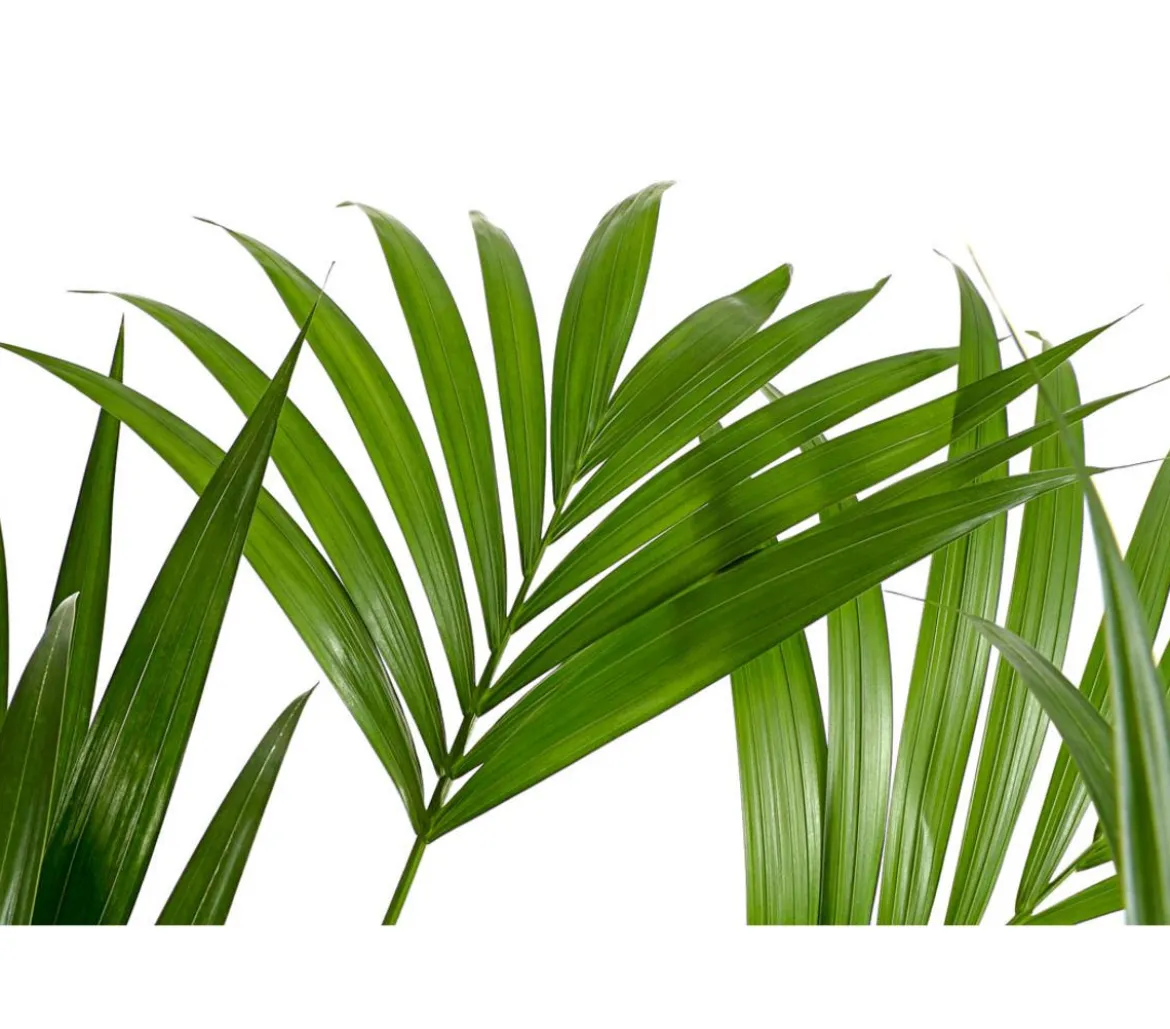 Kentiapalme, Howea forsteriana, Hydrokultur