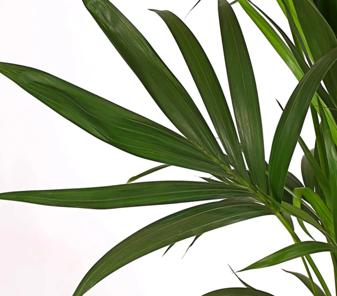 Kentiapalme, Howea forsteriana, Hydrokultur