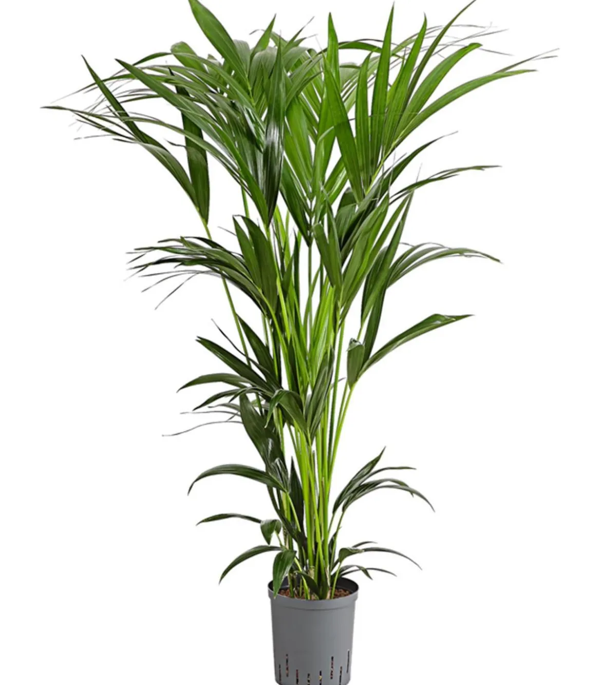 Kentiapalme, Howea forsteriana, Hydrokultur