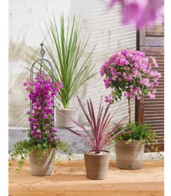 Keulenlilie - Cordyline australis