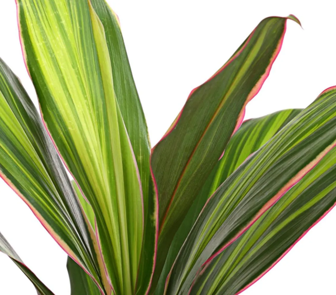 Keulenlilie - Cordyline cultivars, verschiedene Sorten