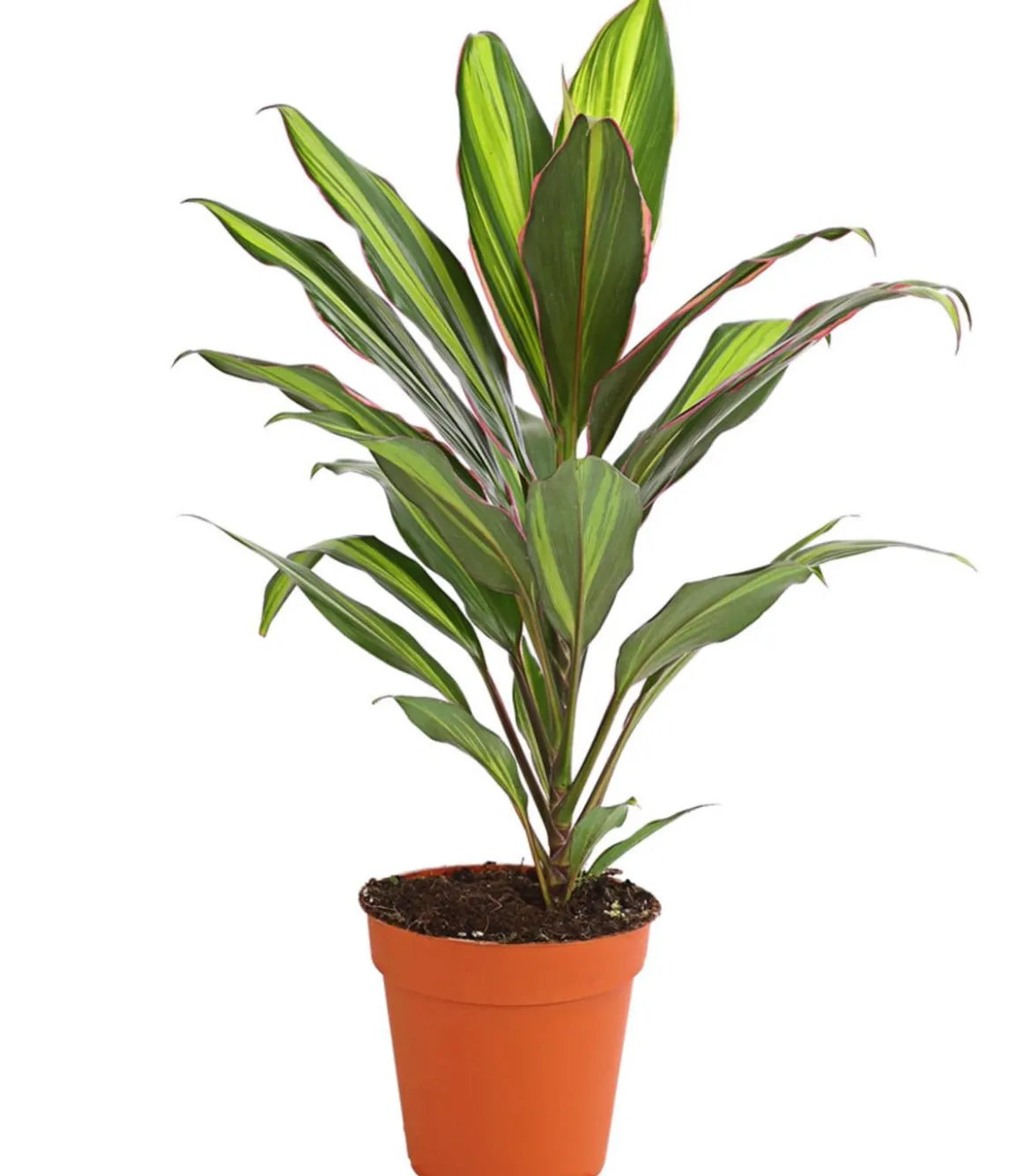 Keulenlilie - Cordyline cultivars, verschiedene Sorten