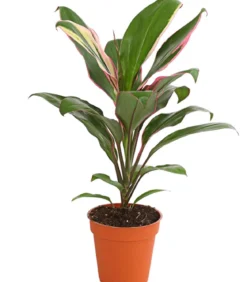 Keulenlilie - Cordyline cultivars, verschiedene Sorten