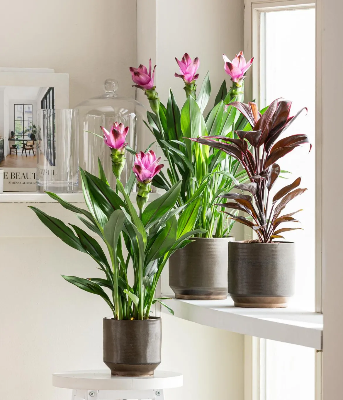 Keulenlilie - Cordyline cultivars, verschiedene Sorten