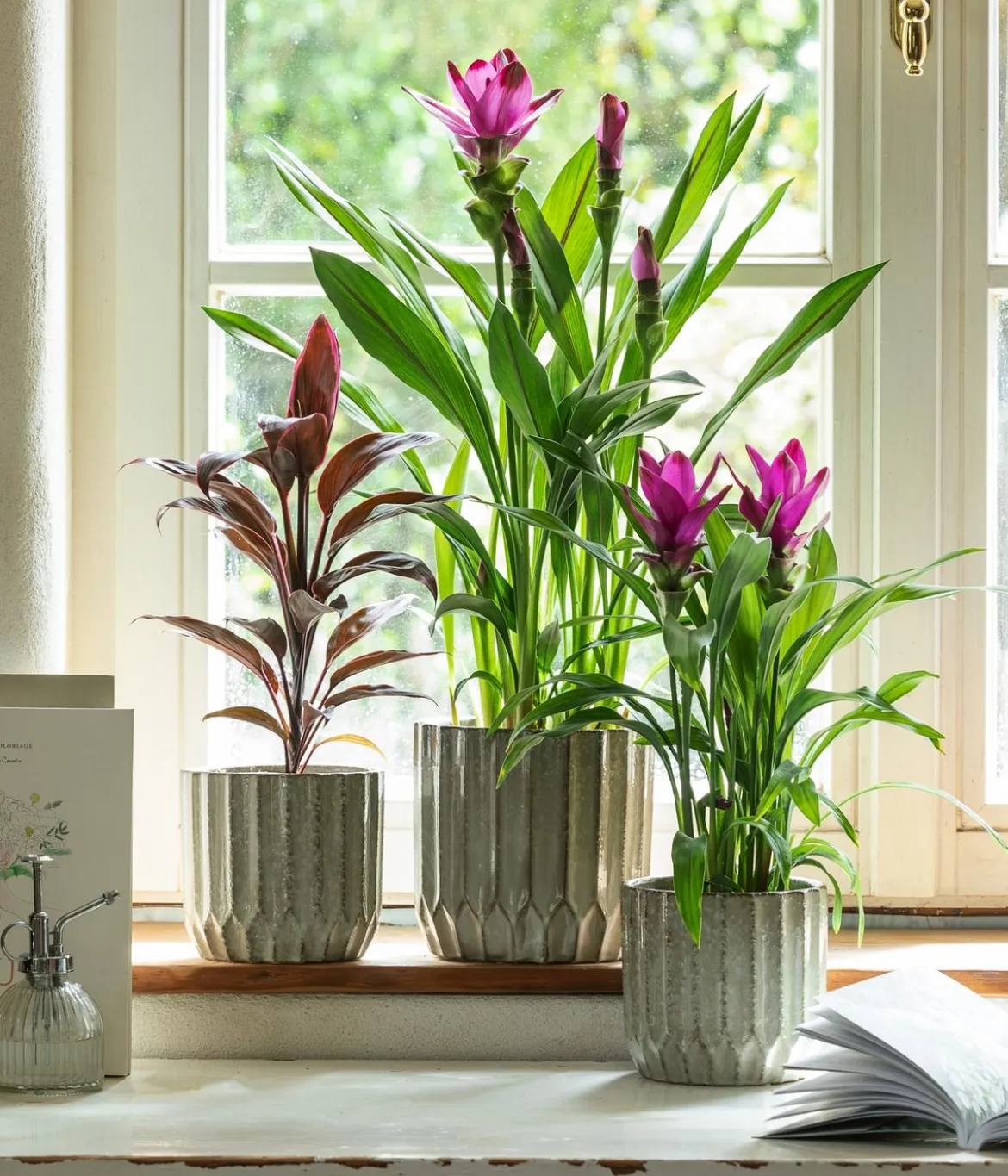 Keulenlilie - Cordyline cultivars, verschiedene Sorten