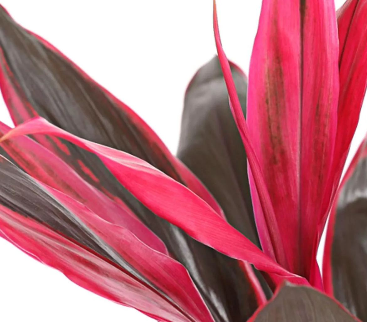 Keulenlilie - Cordyline cultivars, verschiedene Sorten