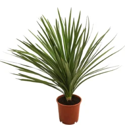 Keulenlilie - Dracaena indivisa
