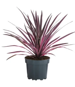 Keulenlilie 'Paso Doble'