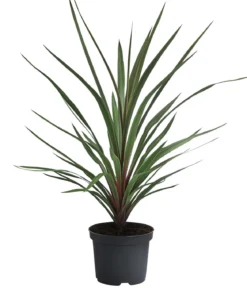 Keulenlilie 'Red Heart'