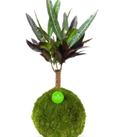 Kibonu Wunderstrauch - Codiaeum variegatum 'Yelda'