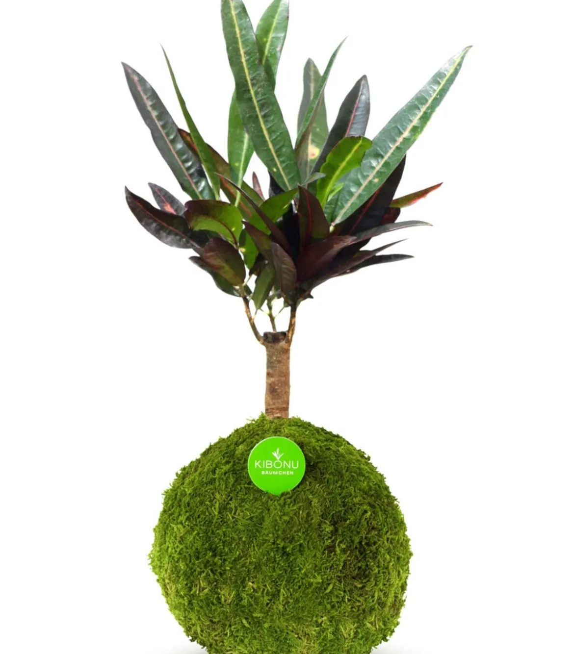 Kibonu Wunderstrauch - Codiaeum variegatum 'Yelda'