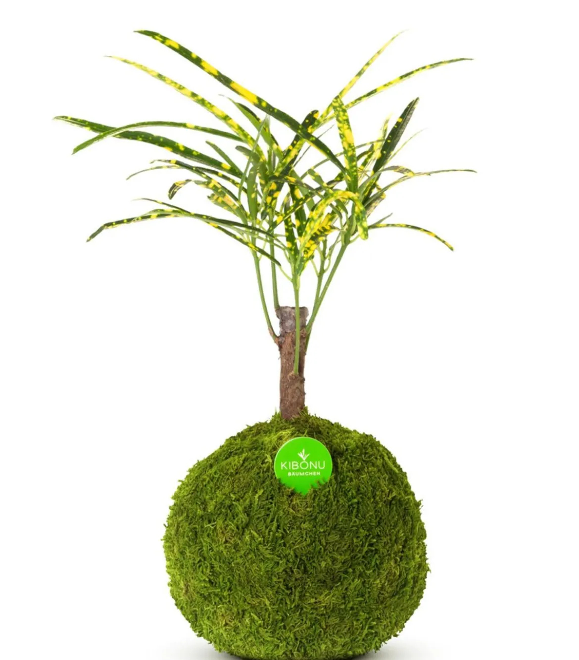 Kibonu Wunderstrauch - Codiaeum variegatum 'Soley'