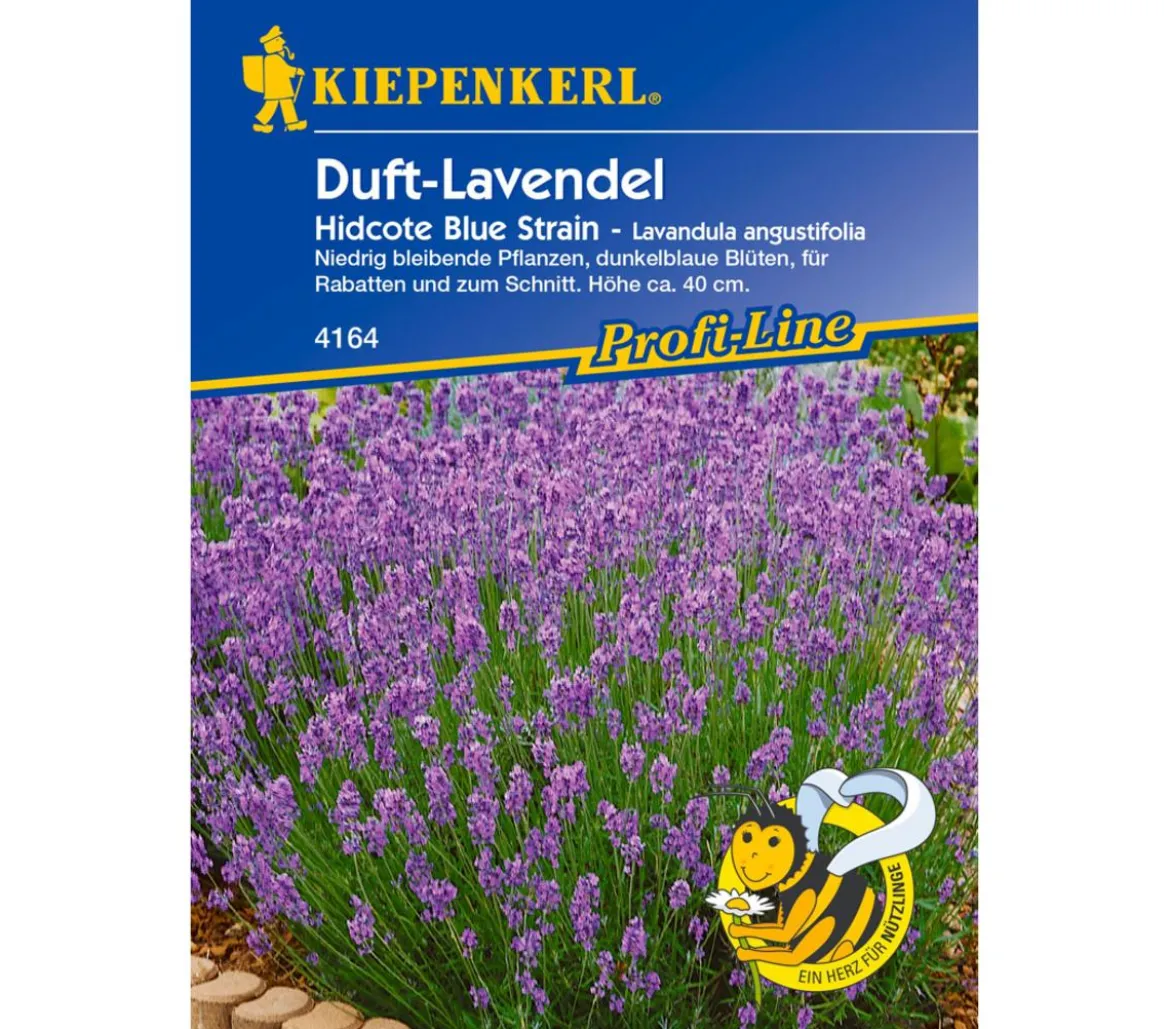 Kiepenkerl Saatgut Duft-Lavendel 'Hidcote Blue Strain'