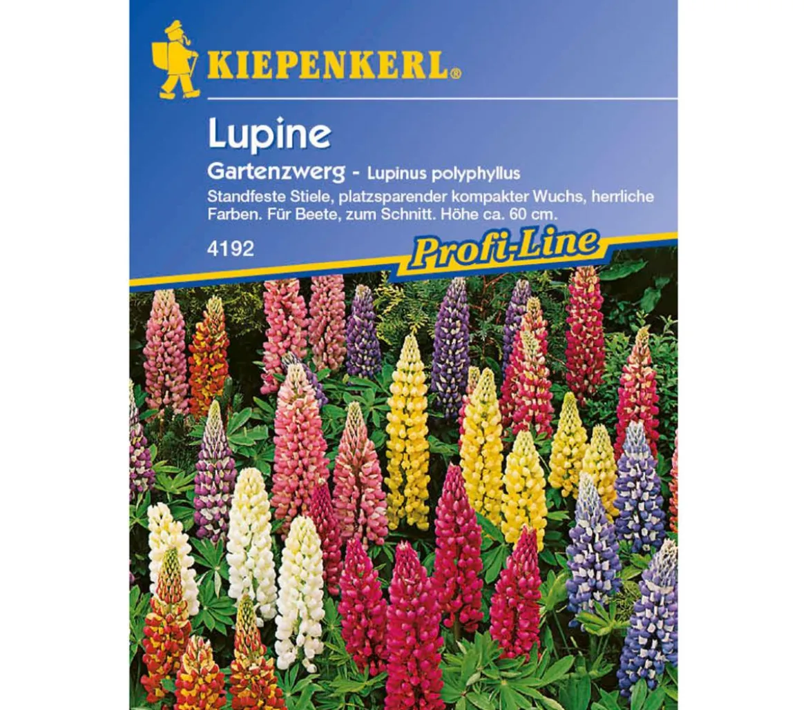 Kiepenkerl Samen Lupine 'Gartenzwerg'