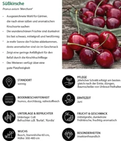 Kirschen-Duo 'Merchant/Regina'