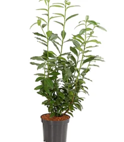 Kirschlorbeer 'Genolia'