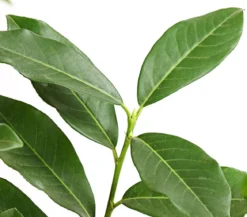 Kirschlorbeer 'Genolia'