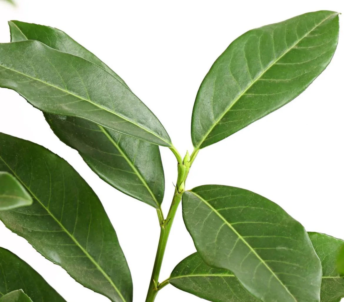 Kirschlorbeer 'Genolia'