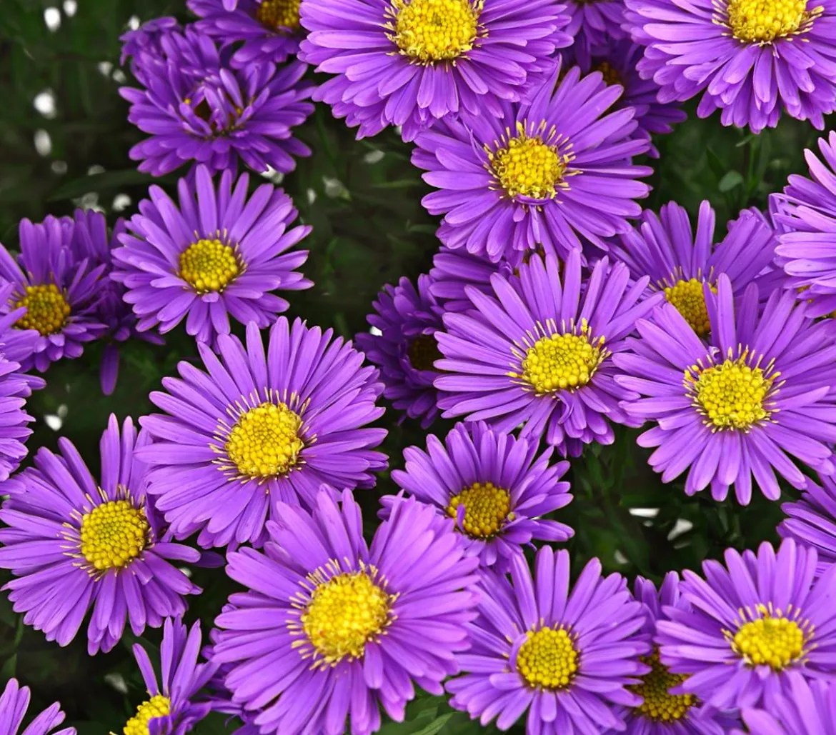 Kissen-Aster 'Sapphir®'