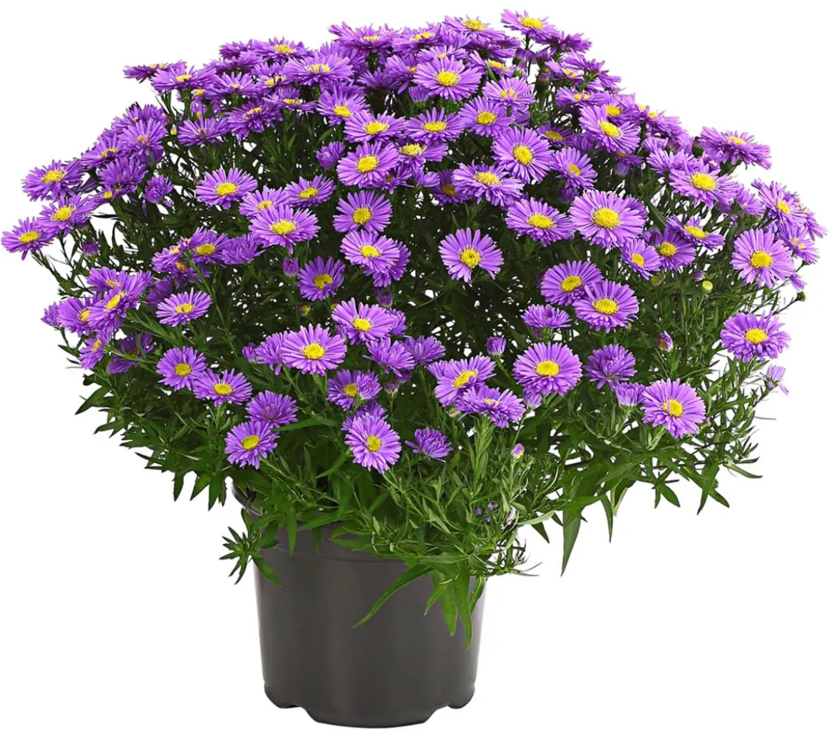 Kissen-Aster 'Sapphir®'