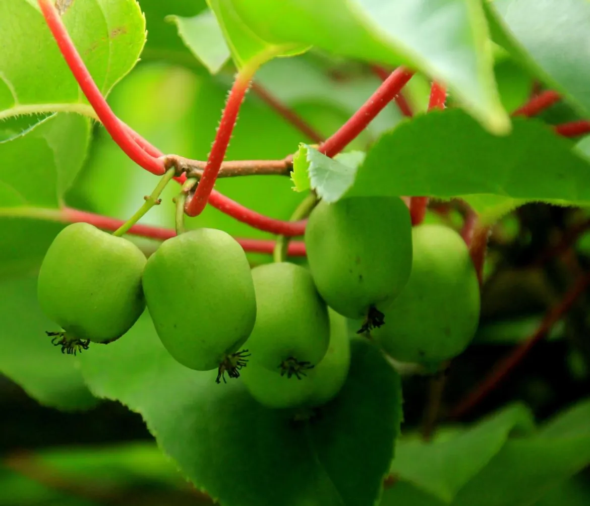 Kiwi 'Issai'