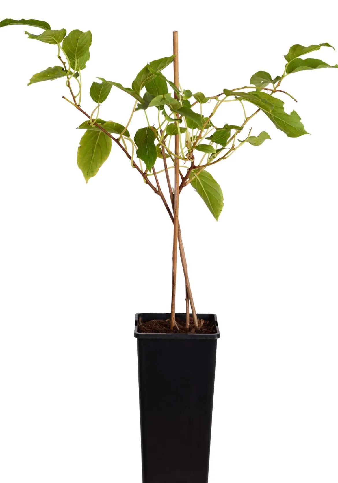 Kiwi 'Issai'