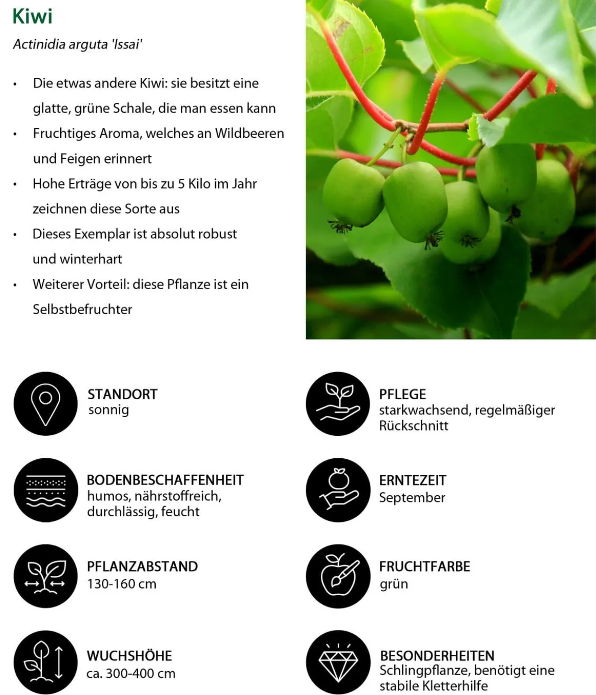 Kiwi 'Issai'
