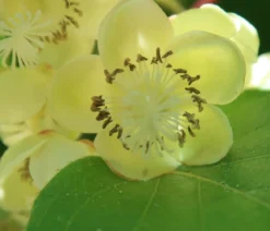Kiwi 'Nostino', männlich
