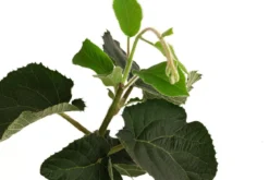 Kiwi 'Solo'