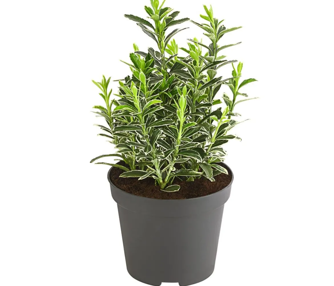 Kleinblättriger Kriech-Spindelstrauch 'Microphyllus Albovariegatus'