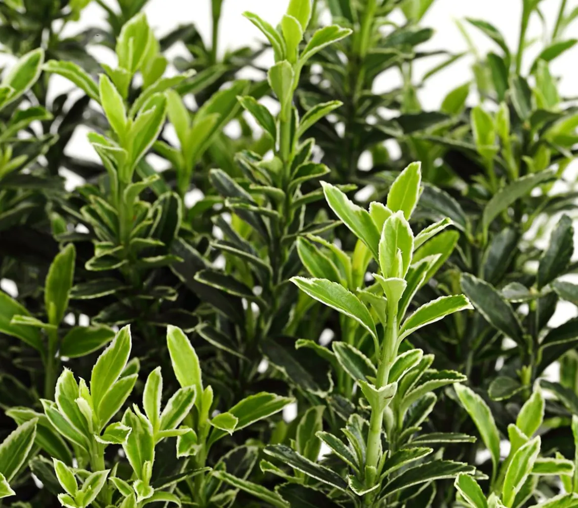 Kleinblättriger Spindelstrauch 'Microphyllus Albovariegatus'