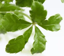 Kleine Zimmerrebe - Cissus striata