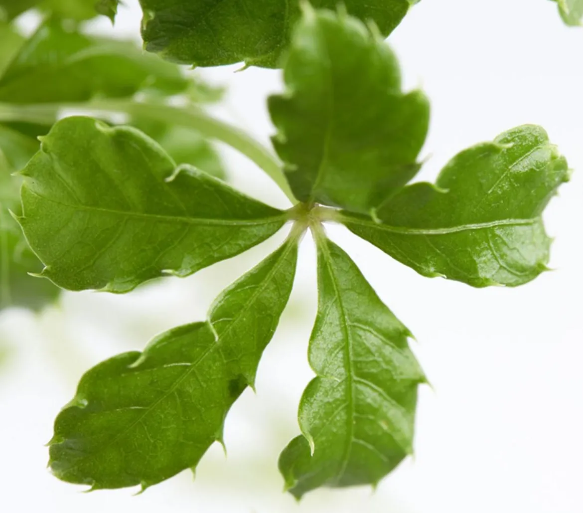 Kleine Zimmerrebe - Cissus striata