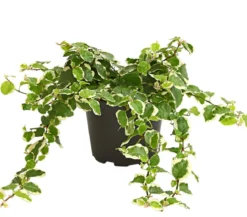 Kletterfeige - Ficus pumila 'Sunny'
