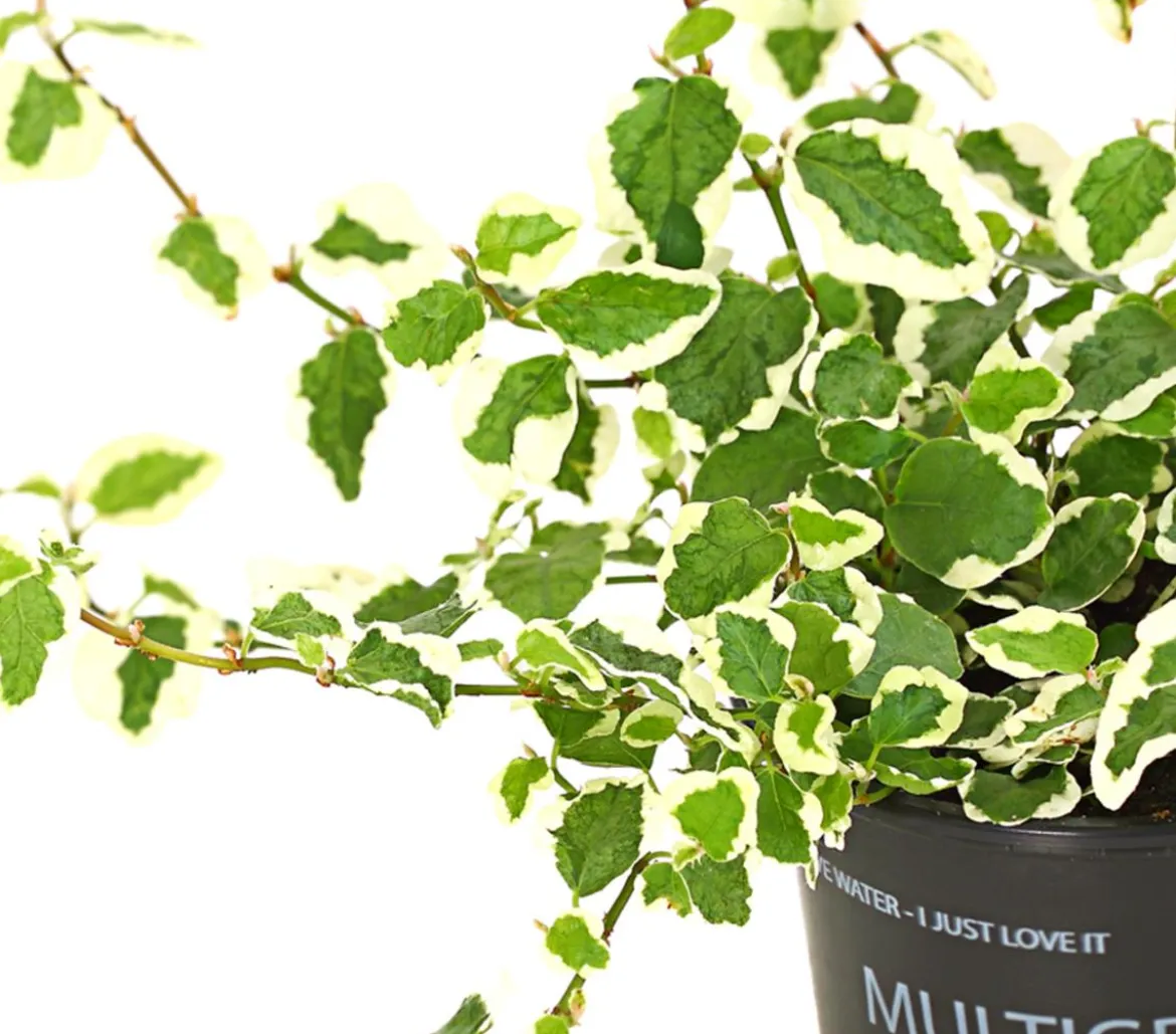 Kletterfeige - Ficus pumila 'Sunny'