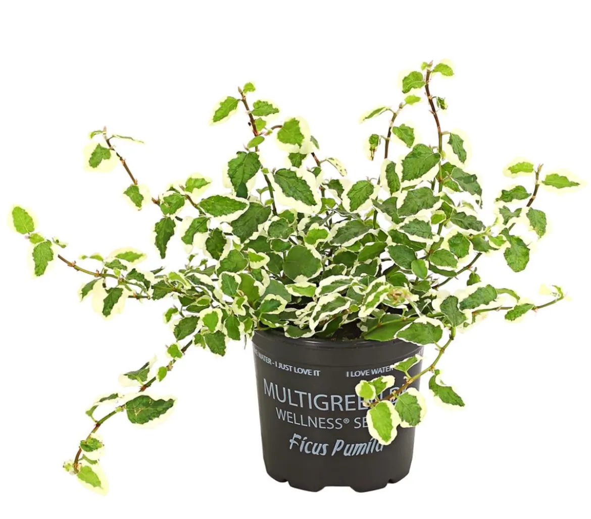 Kletterfeige - Ficus pumila 'Sunny'