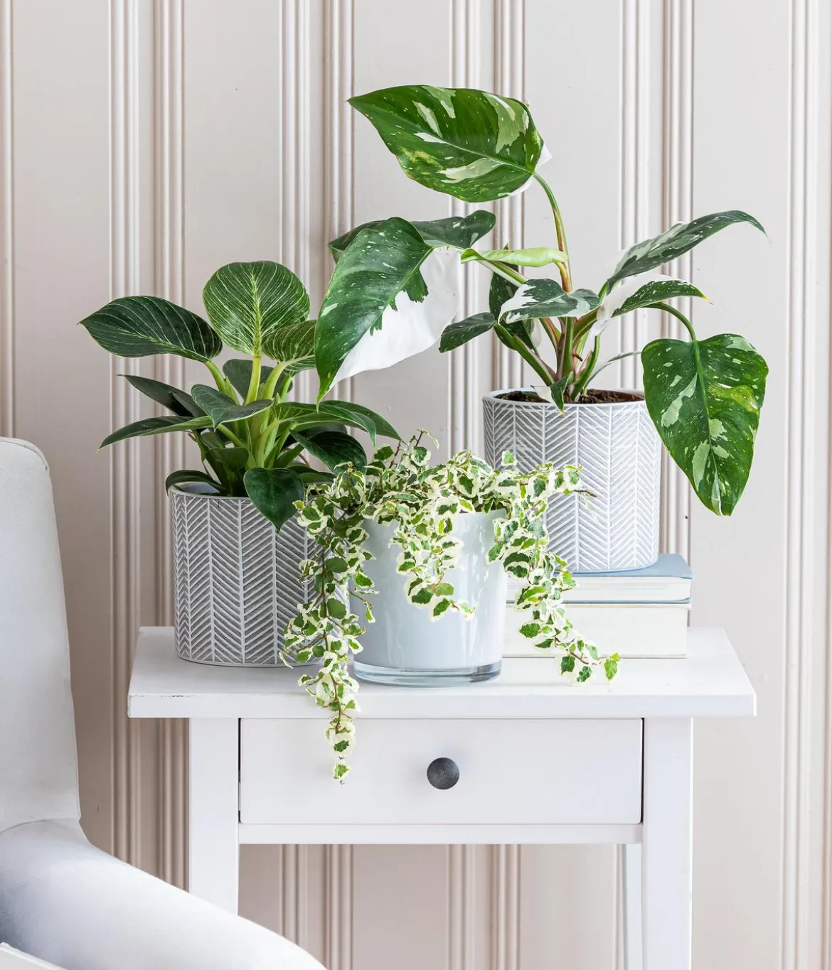 Kletterfeige - Ficus pumila 'White Sunny'