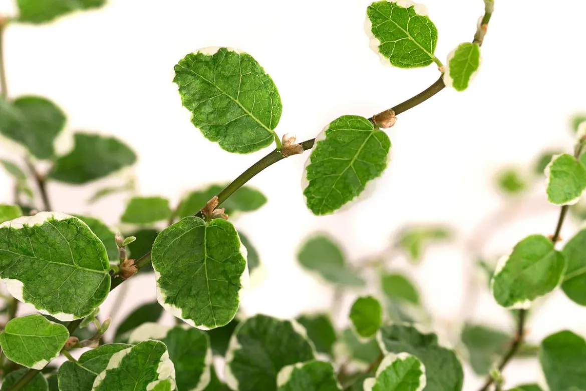 Kletterfeige - Ficus pumila 'White Sunny'